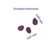 Escobaria tuberculosa JL84142 Shafter seeds.jpg